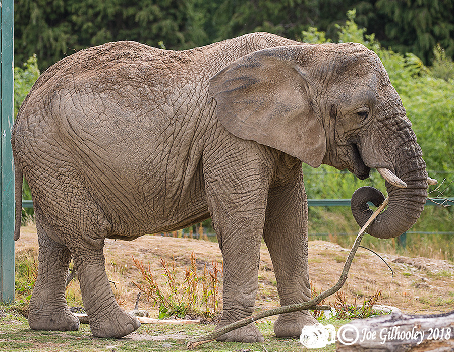 Blair Drummond Safari Park Blair Drummond Safari Park