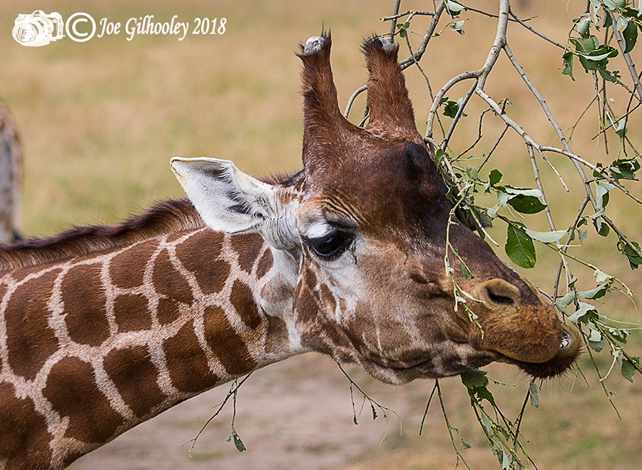 Blair Drummond Safari Park Blair Drummond Safari Park