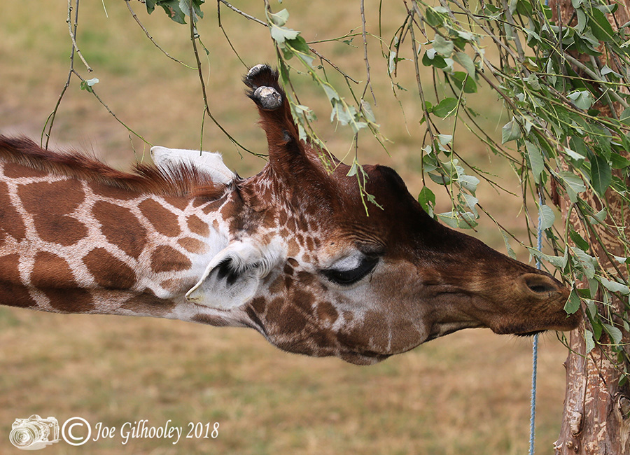 Blair Drummond Safari Park Blair Drummond Safari Park