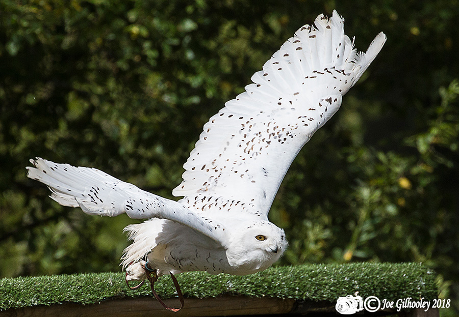 Blair Drummond Safari Park Blair Drummond Safari Park