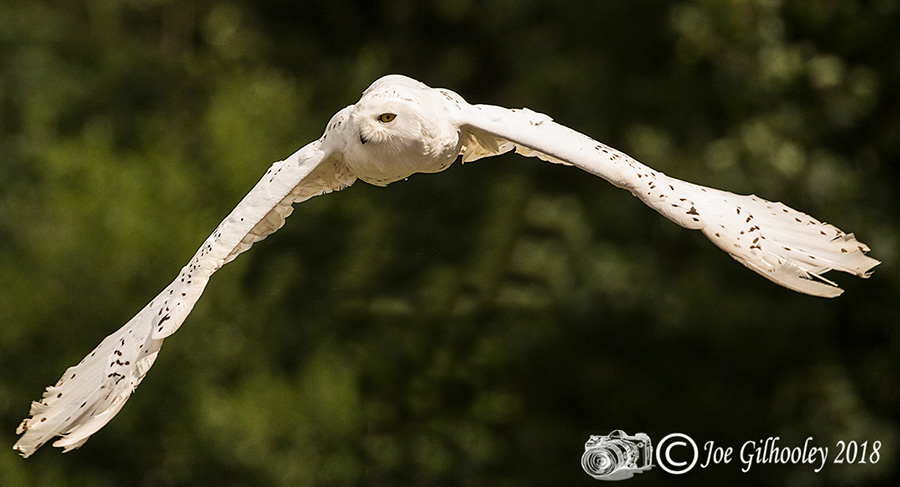 Blair Drummond Safari Park Blair Drummond Safari Park