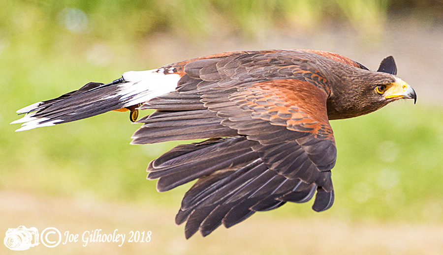 Blair Drummond Safari Park Blair Drummond Safari Park