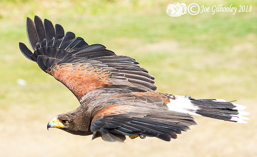 Blair Drummond Safari Park Blair Drummond Safari Park