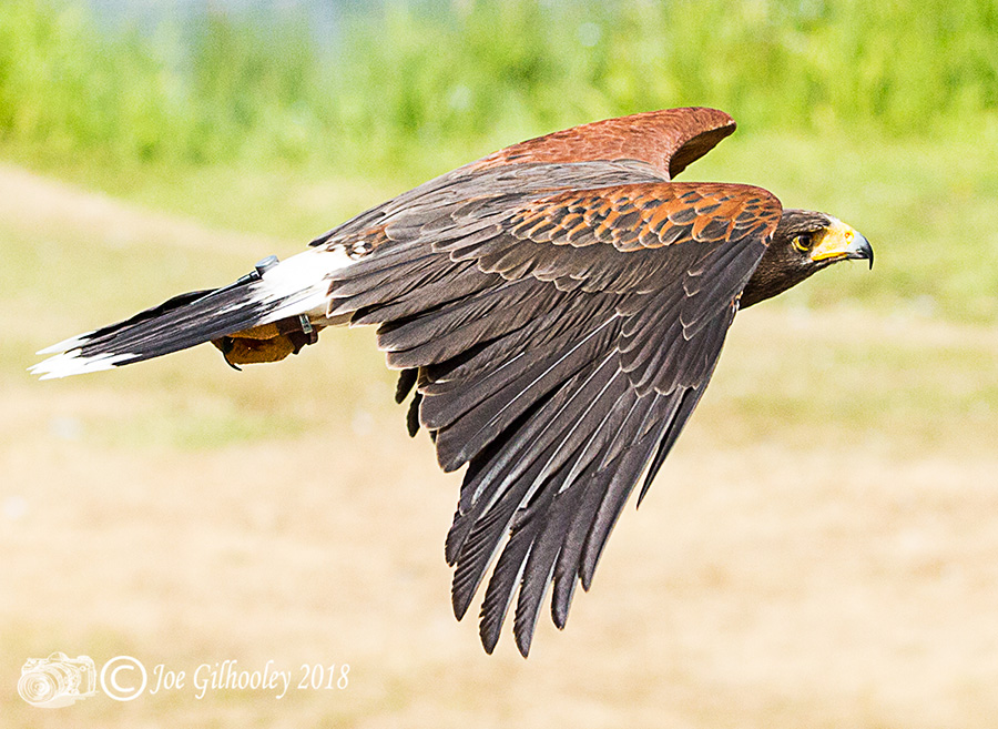 Blair Drummond Safari Park Blair Drummond Safari Park