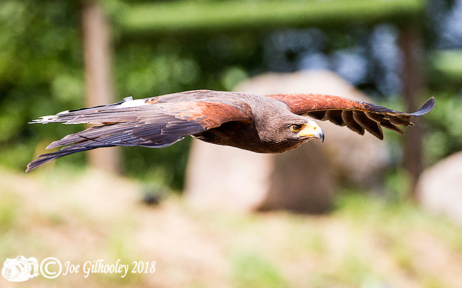 Blair Drummond Safari Park Blair Drummond Safari Park