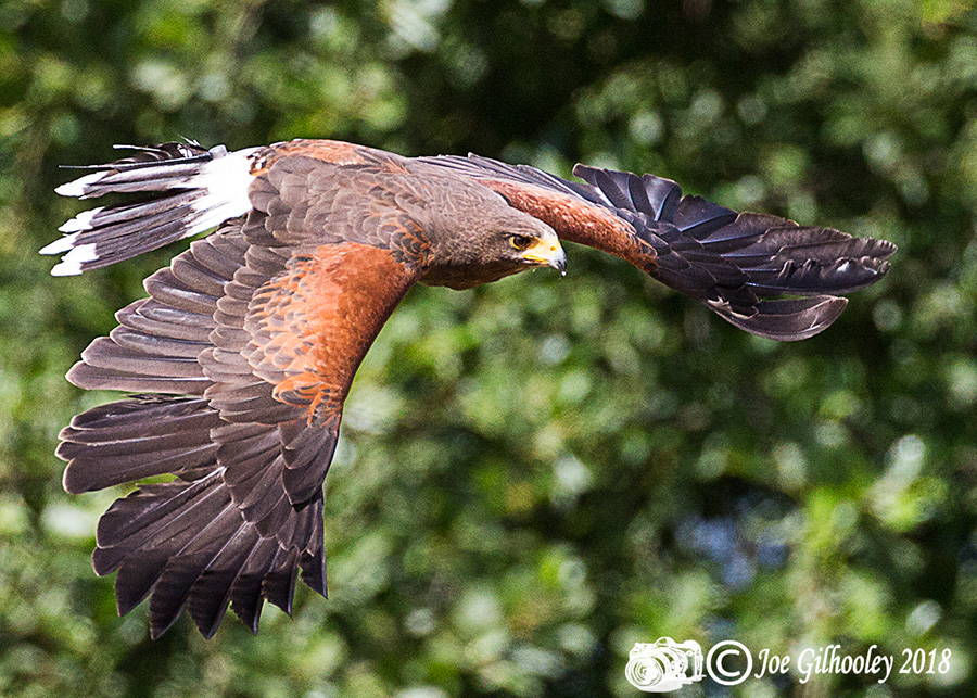 Blair Drummond Safari Park Blair Drummond Safari Park