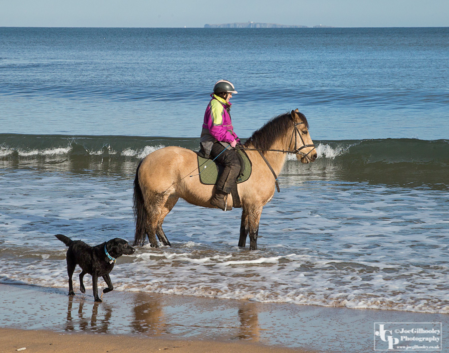 Horse riding on Seacliff Beach