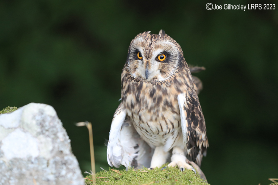 Short Eared Owl 