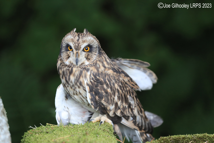 Short Eared Owl 