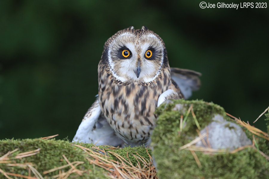 Short Eared Owl 