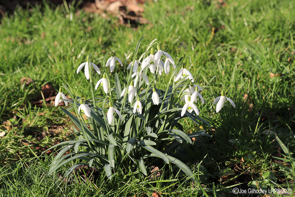 Snowdrops