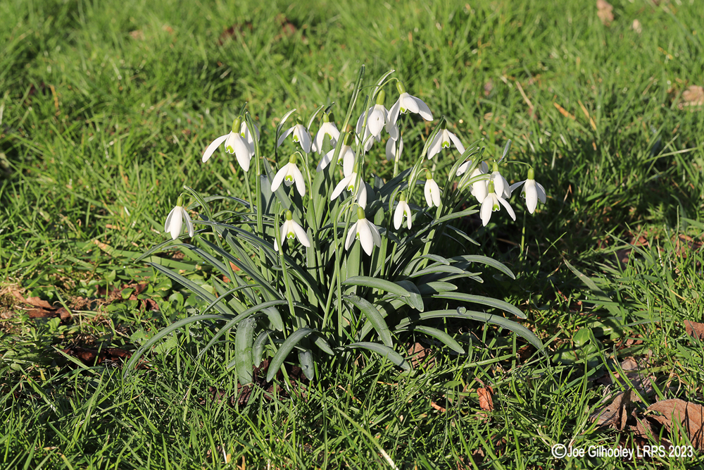 Snowdrops