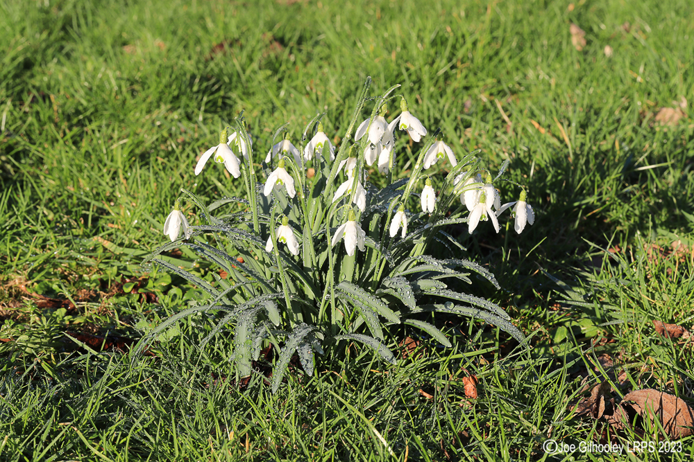 Snowdrops