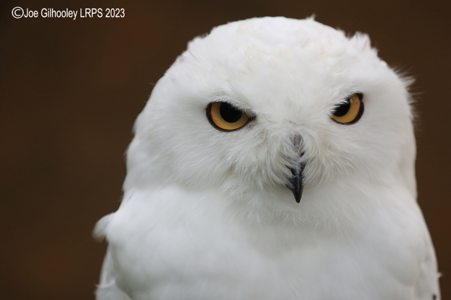 Snowy Owl