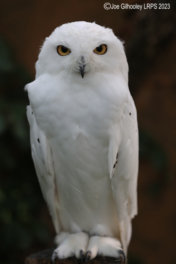 Snowy Owl