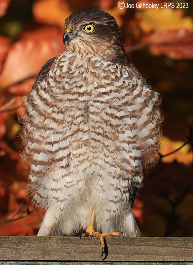 Sparrow Hawk
