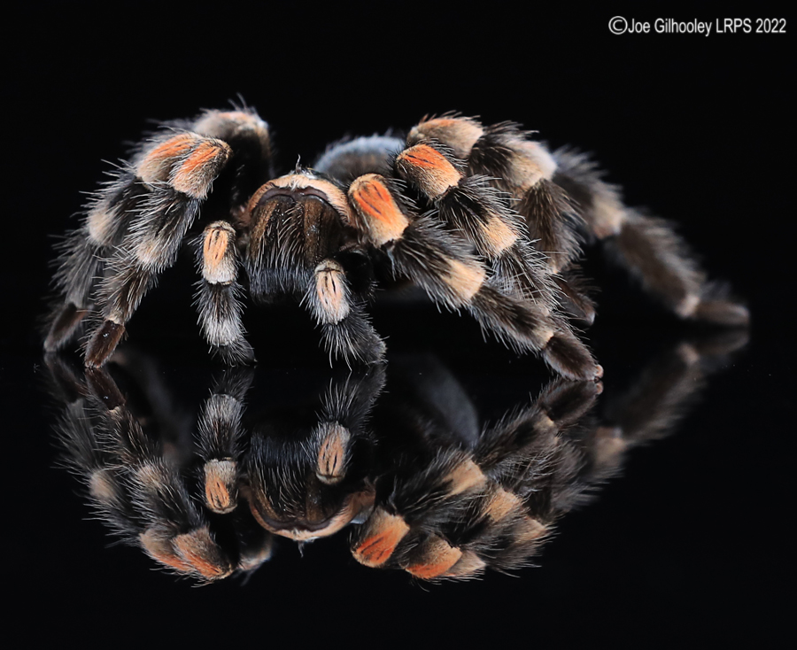 Mexican Red Knee Tarantula 5th October 2022
