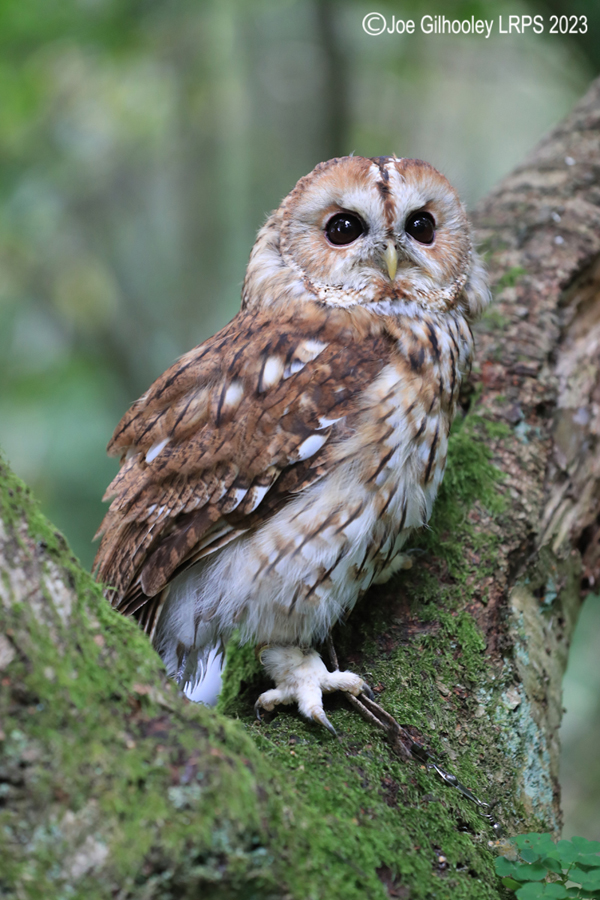  Tawny Owl 