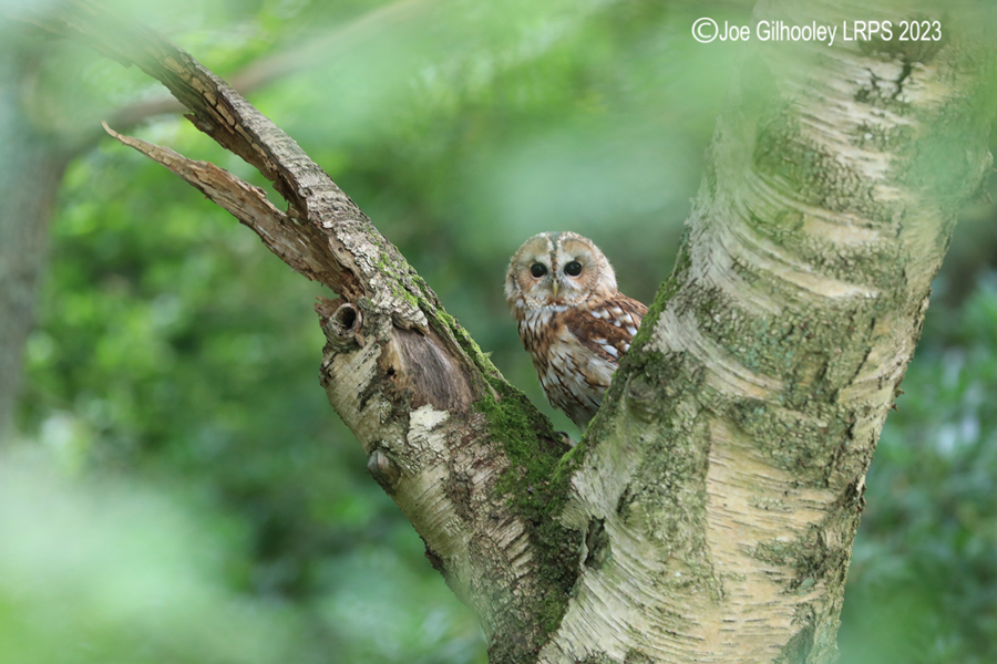  Tawny Owl 