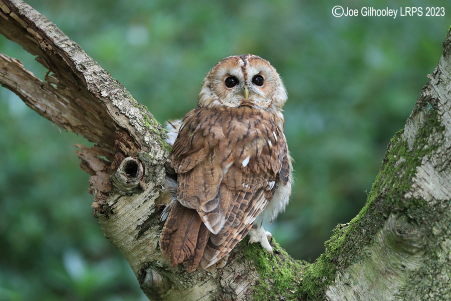  Tawny Owl 