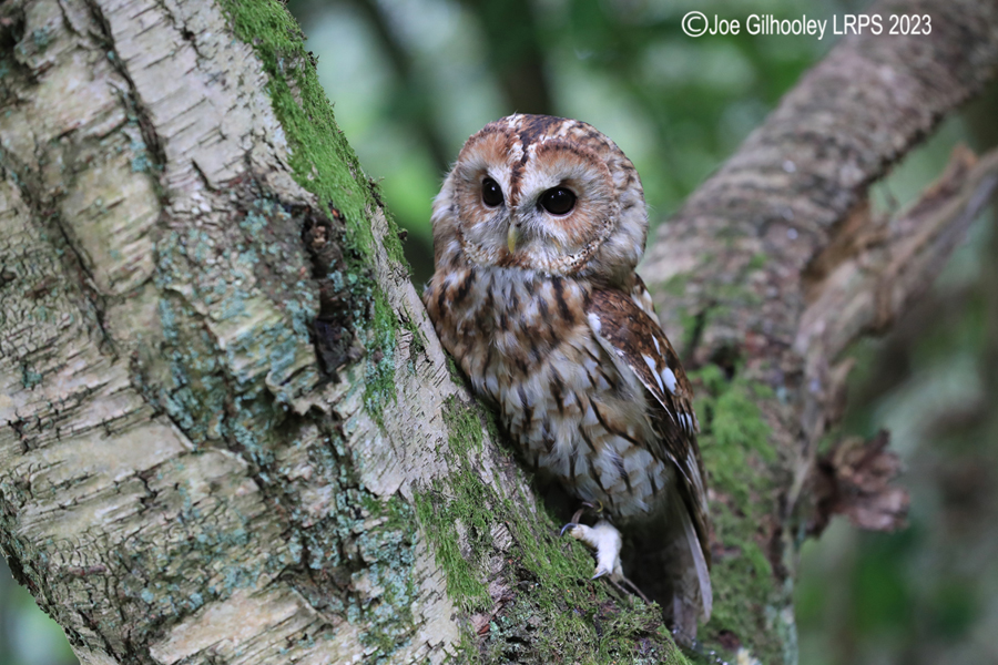  Tawny Owl 