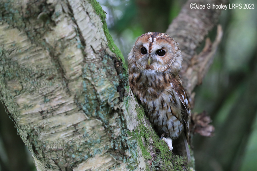  Tawny Owl 