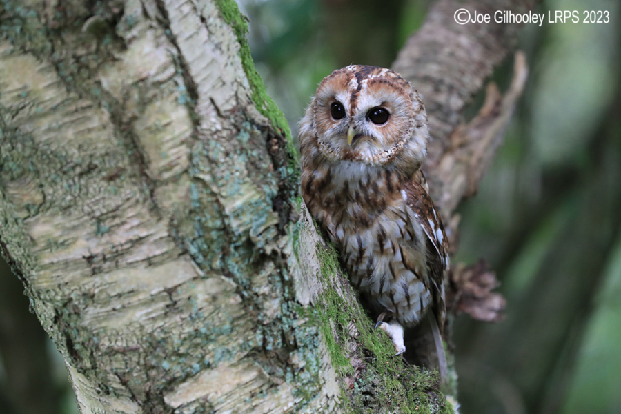  Tawny Owl 