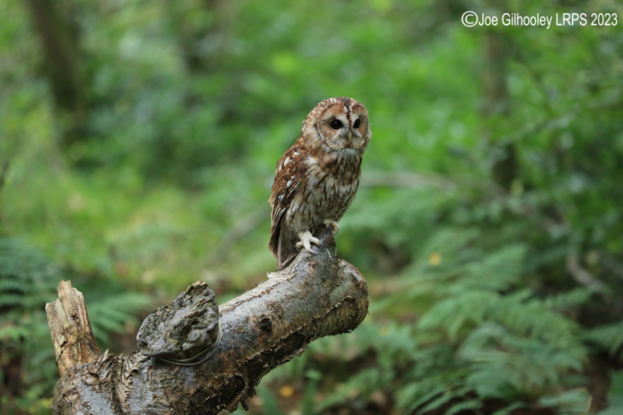  Tawny Owl 