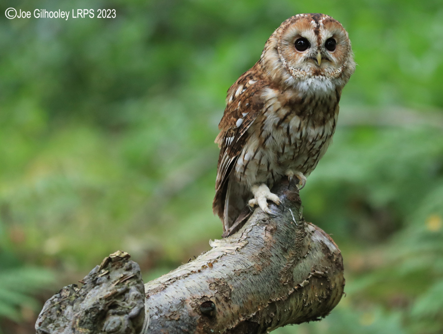  Tawny Owl 