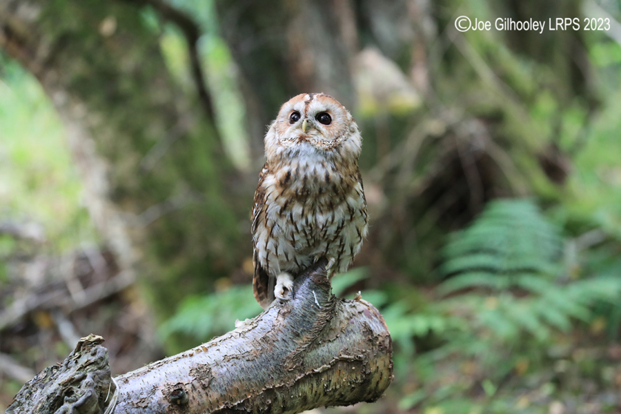  Tawny Owl 