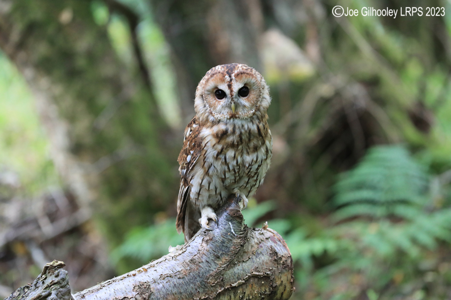 Tawny Owl 