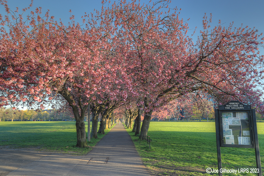 Cherry Blossom Trees, The Meadows, Edinburgh