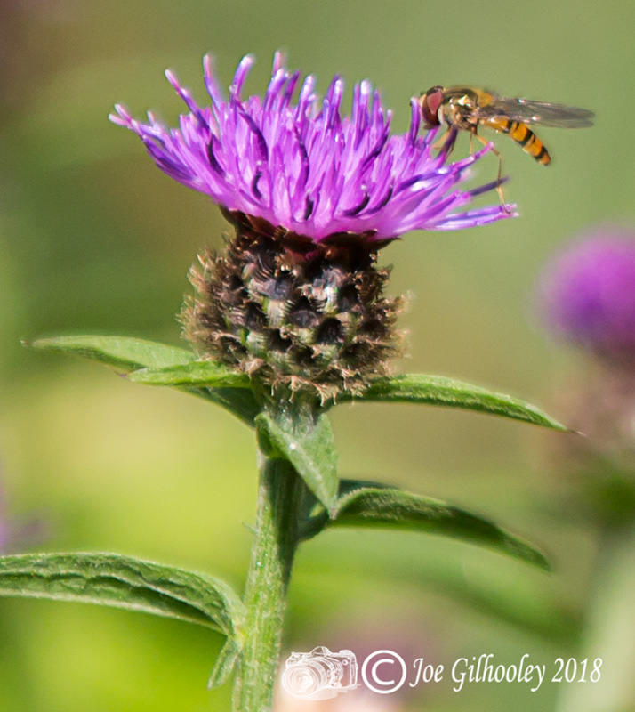 Thistles and Bee Thistles and Bee