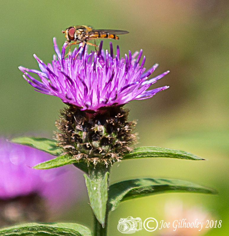 Thistles and Bee Thistles and Bee