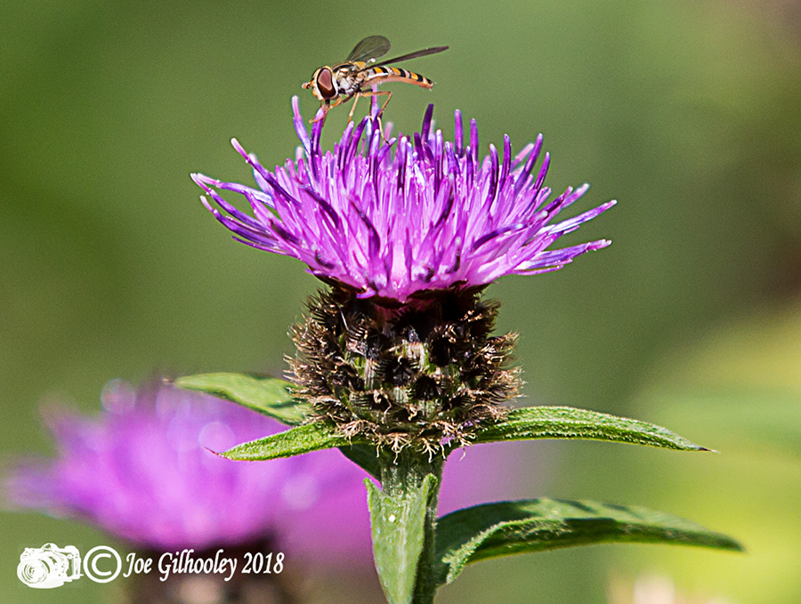 Thistles and Bee Thistles and Bee