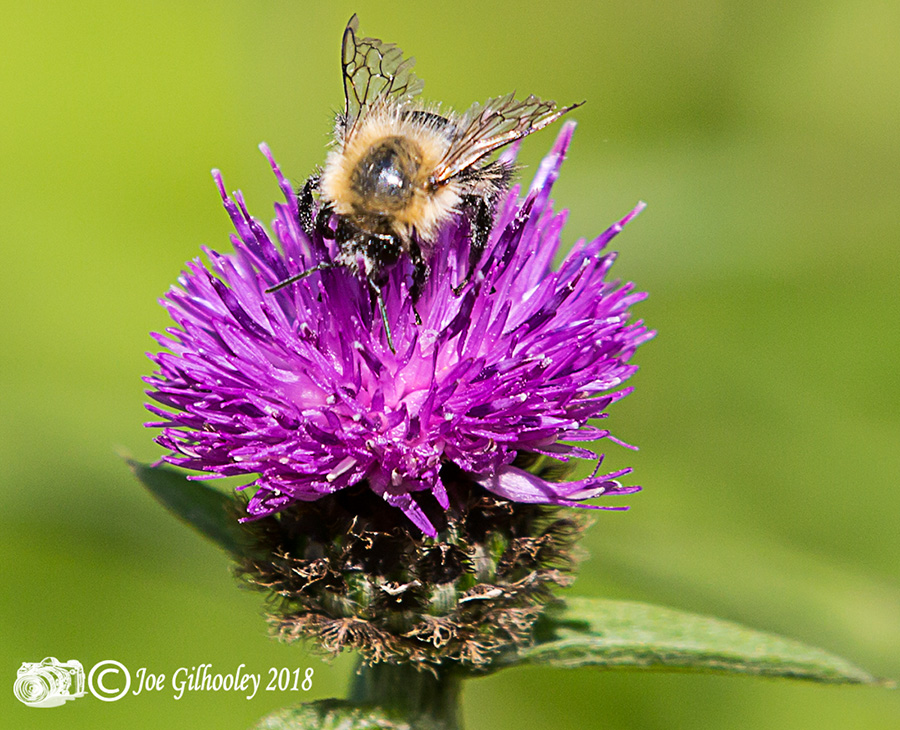 Thistles and Bee Thistles and Bee