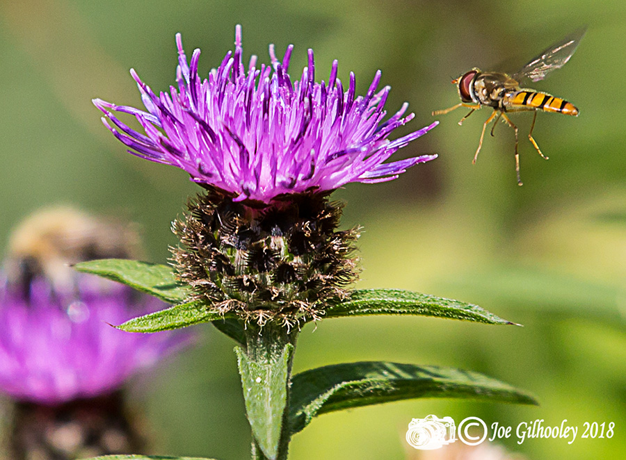 Thistles and Bee Thistles and Bee