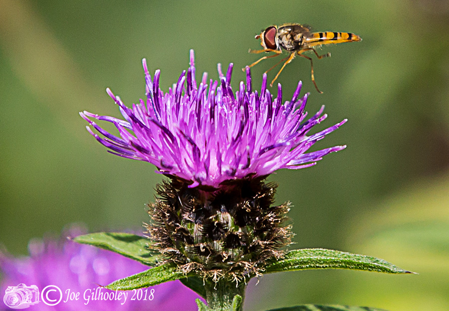 Thistles and Bee Thistles and Bee