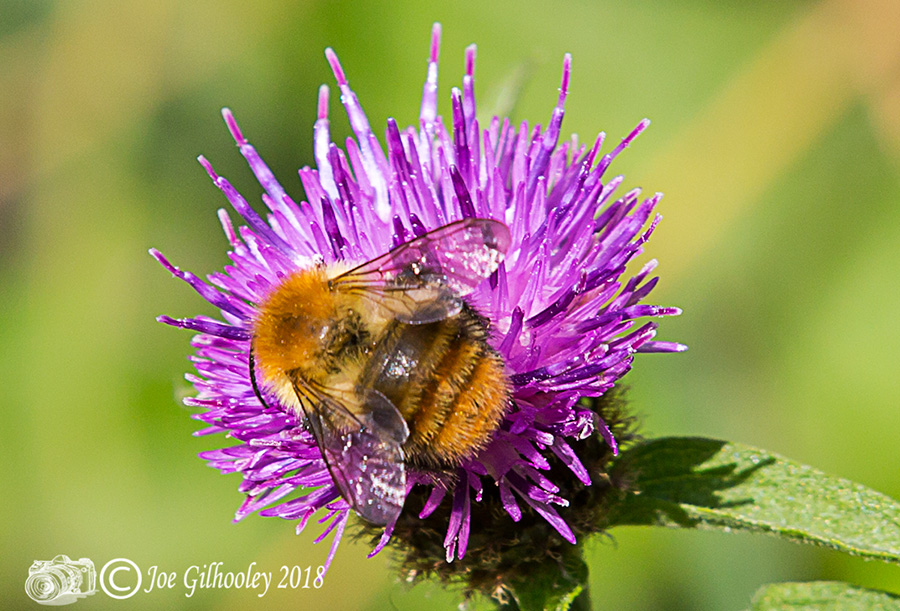 Thistles and Bee Thistles and Bee
