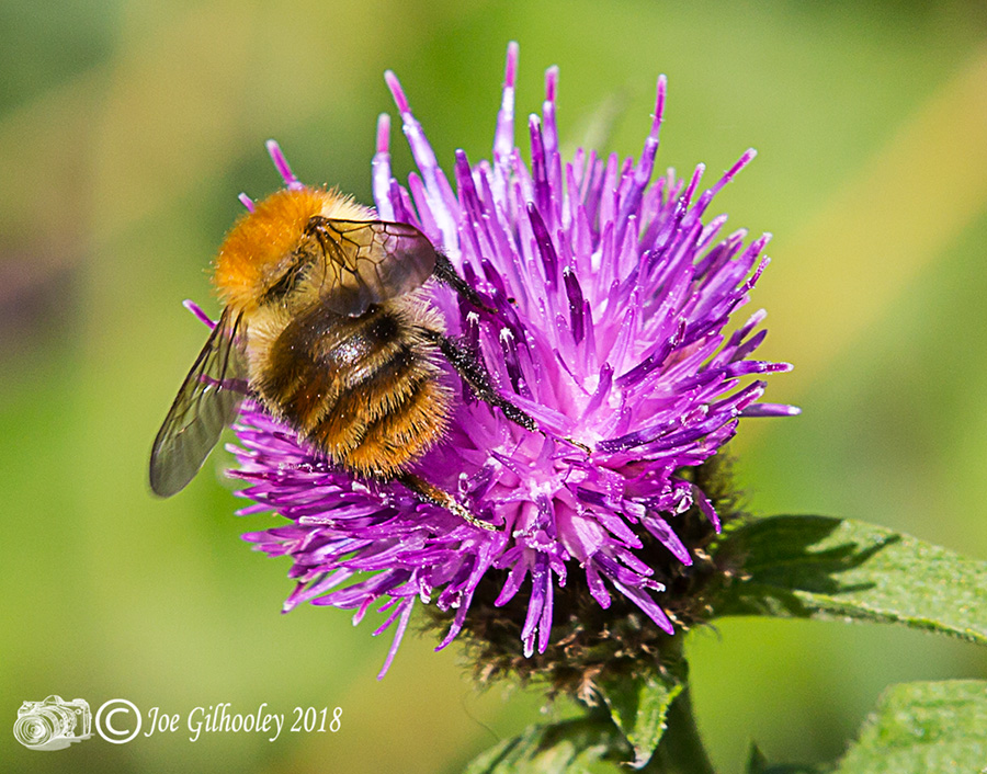 Thistles and Bee