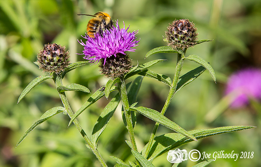 Thistles and Bee Thistles and Bee