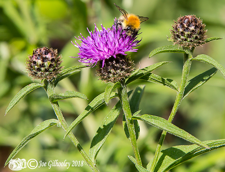 Thistles and Bee Thistles and Bee