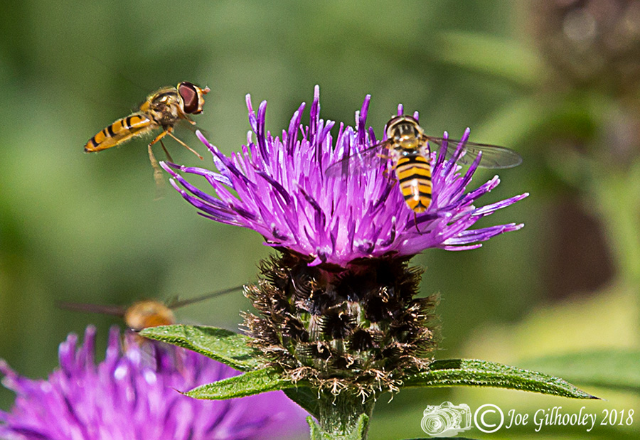 Thistles and Bee Thistles and Bee