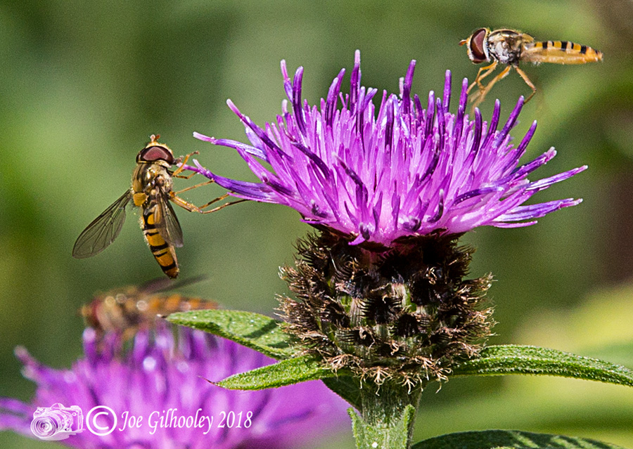 Thistles and Bee Thistles and Bee