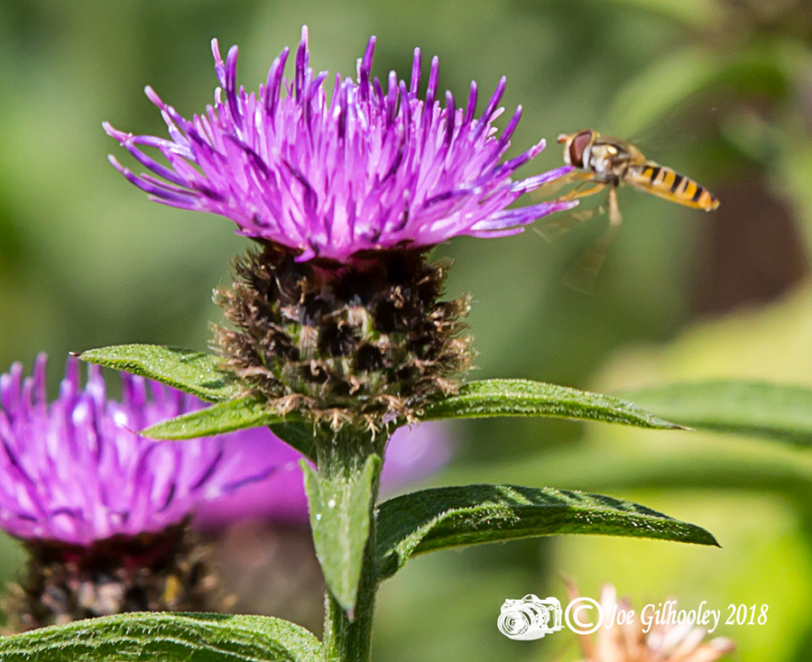 Thistles and Bee Thistles and Bee