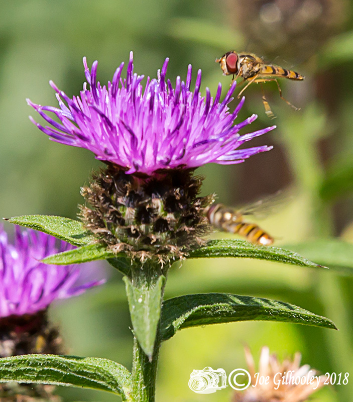 Thistles and Bee Thistles and Bee