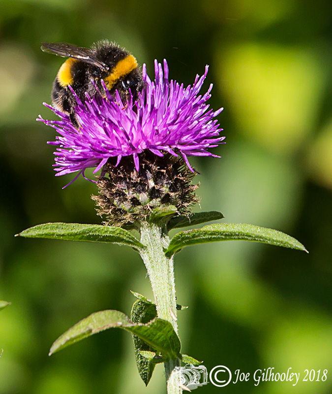 Thistles and Bee Thistles and Bee