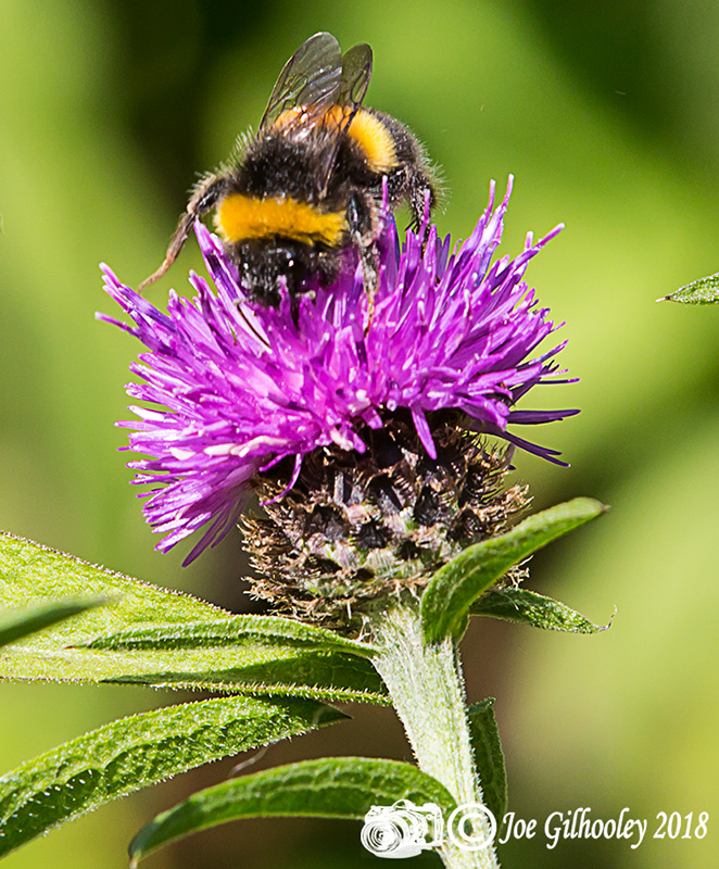 Thistles and Bee Thistles and Bee