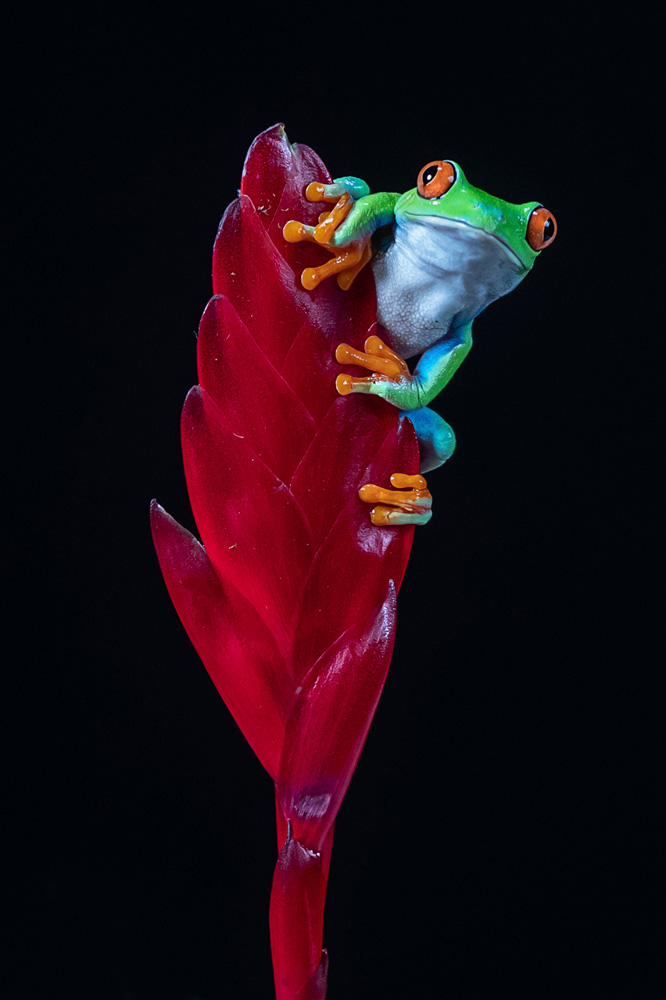 Forth Bridge Forth Bridge