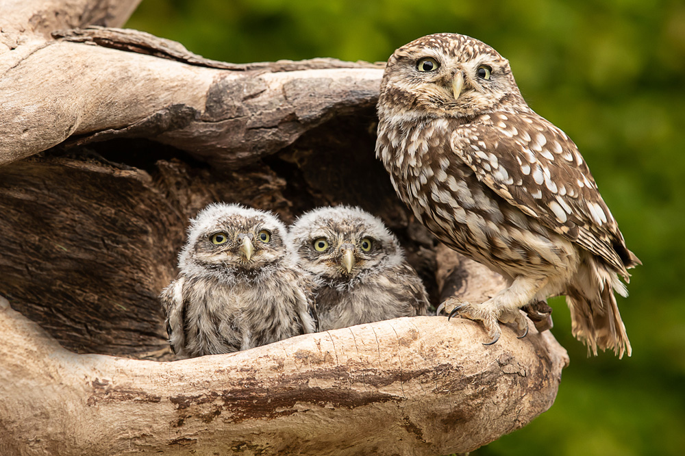 Morayshire Steam Train at Bo'ness Morayshire Steam Train at Bo'ness
